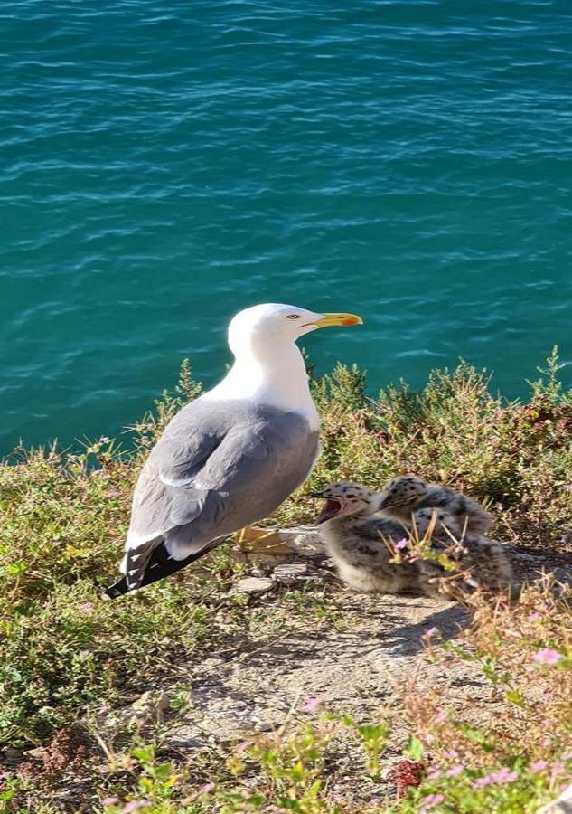 Coblanca 5 13-2 Daire Benidorm Dış mekan fotoğraf
